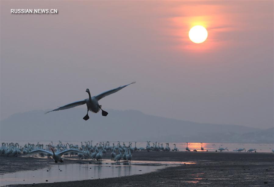 Утро на берегу Лебединого озера в Восточном Китае