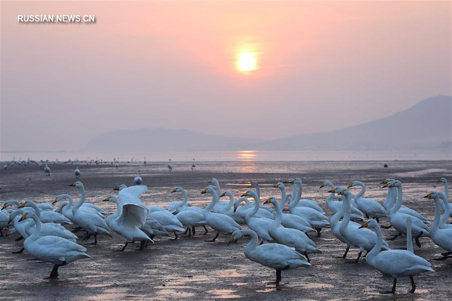 Утро на берегу Лебединого озера в Восточном Китае
