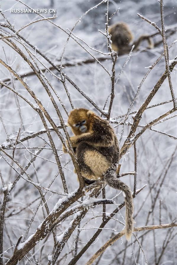 Золотистые обезьяны в зимнем лесу