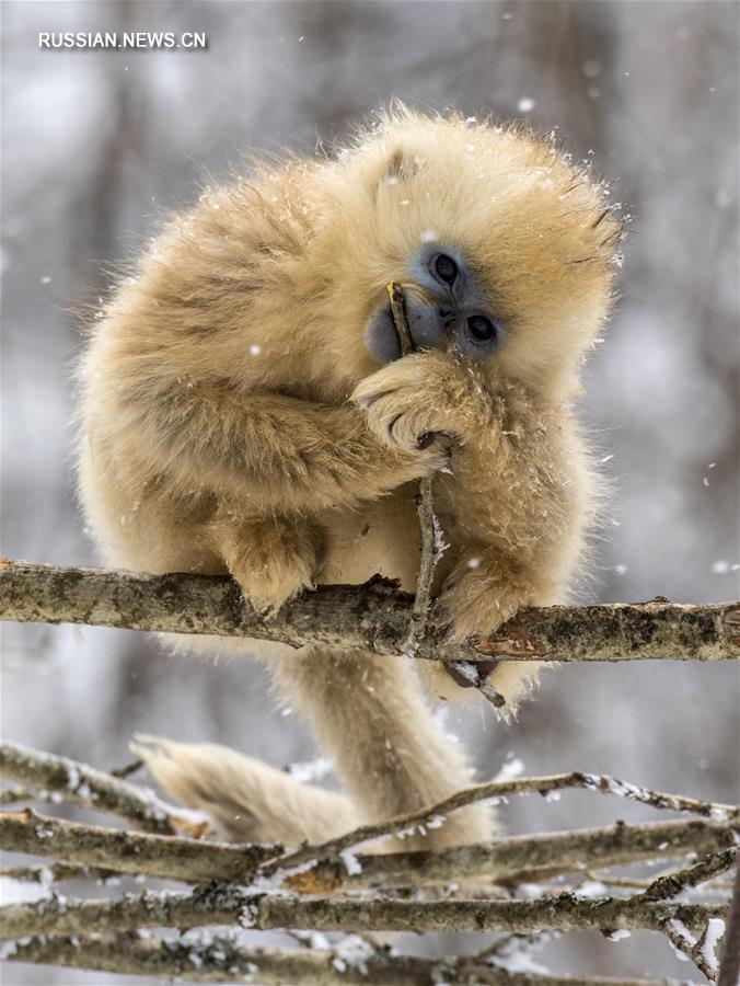 Золотистые обезьяны в зимнем лесу