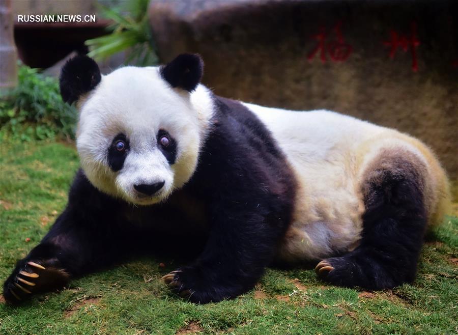 Панда-долгожительница из зоопарка Фучжоу празднует 37-й день рождения