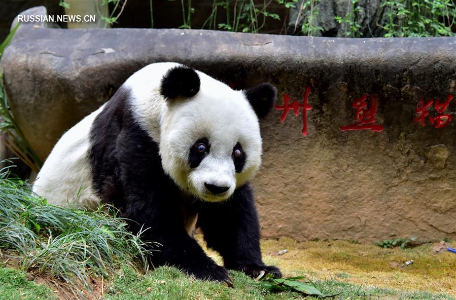 Панда-долгожительница из зоопарка Фучжоу празднует 37-й день рождения