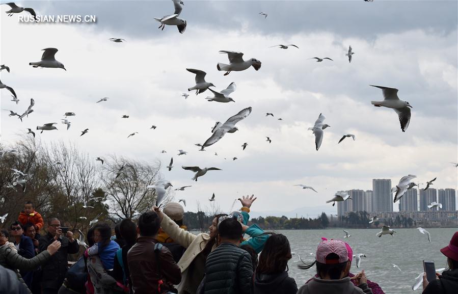 Озерные чайки в Куньмине