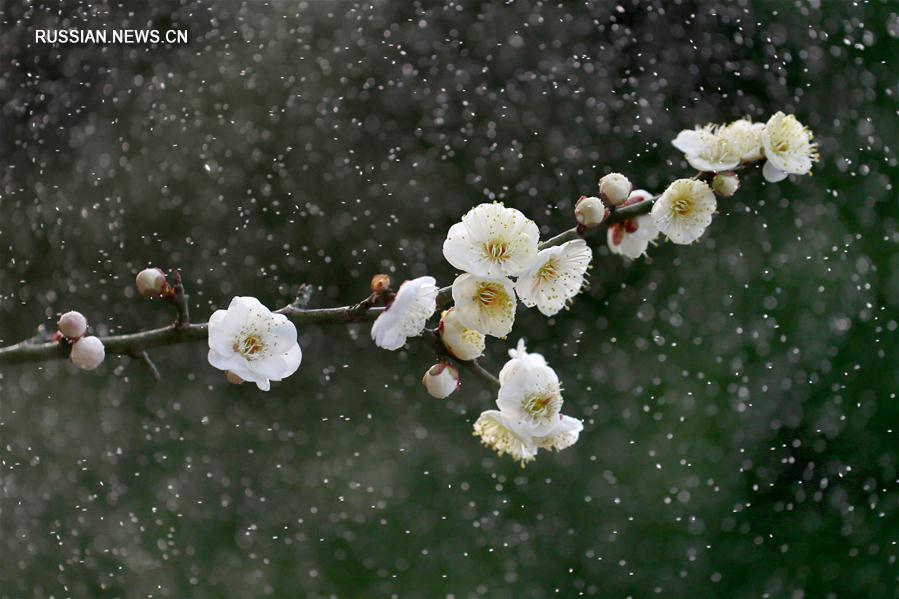 Цветы мэйхуа под весенним дождем