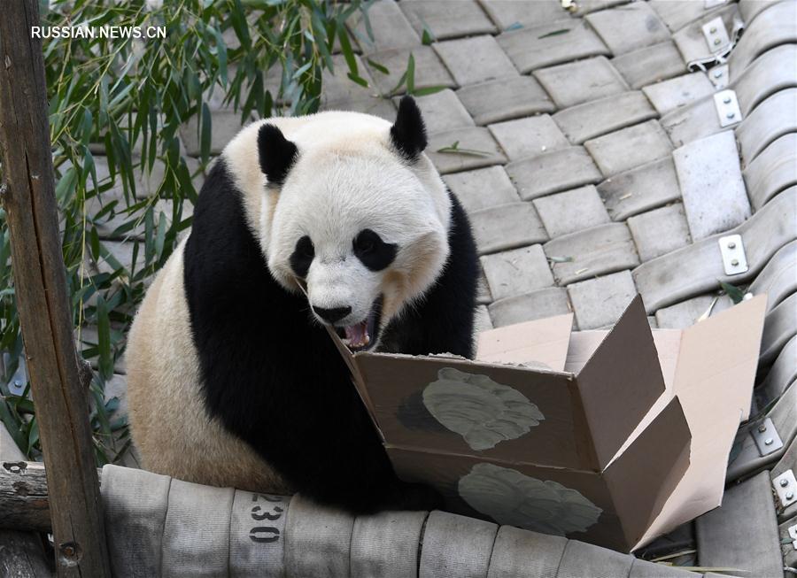 Родившаяся в США панда по кличке Бао Бао вернется на историческую родину 