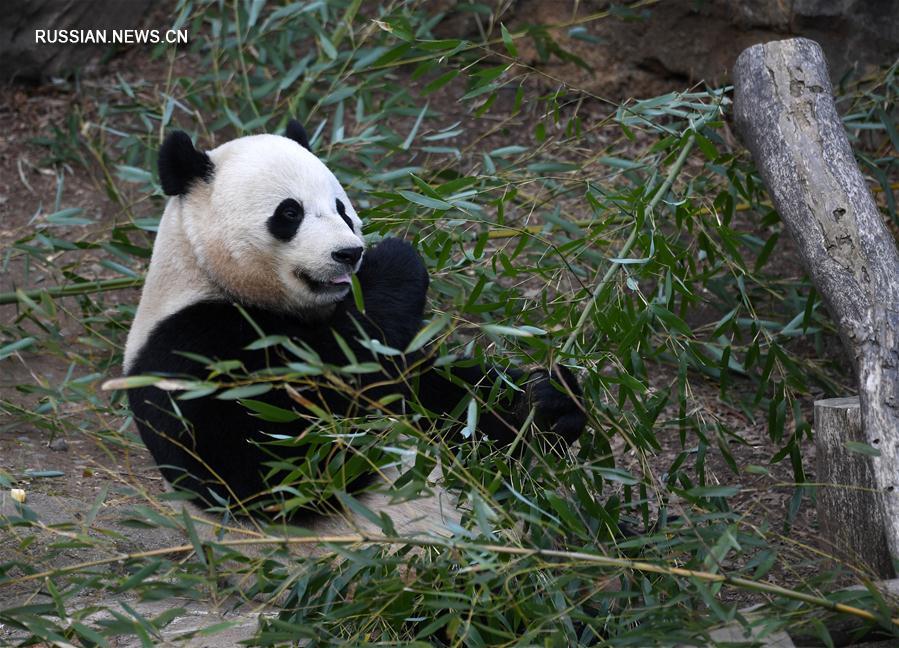 Родившаяся в США панда по кличке Бао Бао вернется на историческую родину 