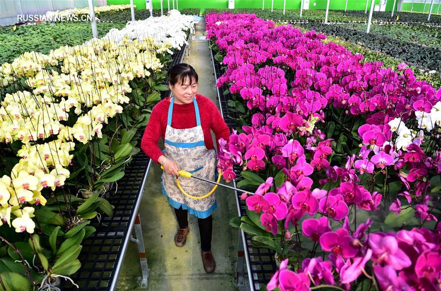 Развитие цветоводства на востоке Китая