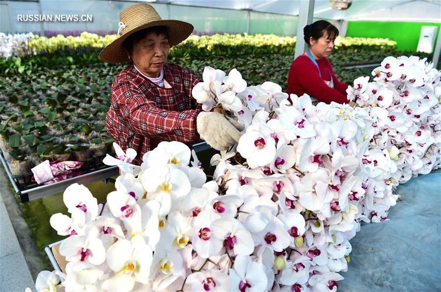 Развитие цветоводства на востоке Китая