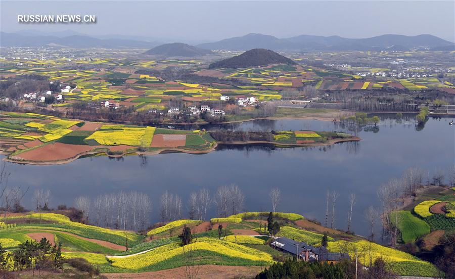 Цветущие рапсовые поля в провинции Шэньси