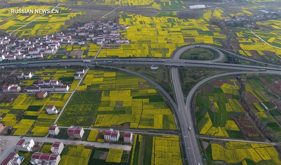 Цветущие рапсовые поля в провинции Шэньси