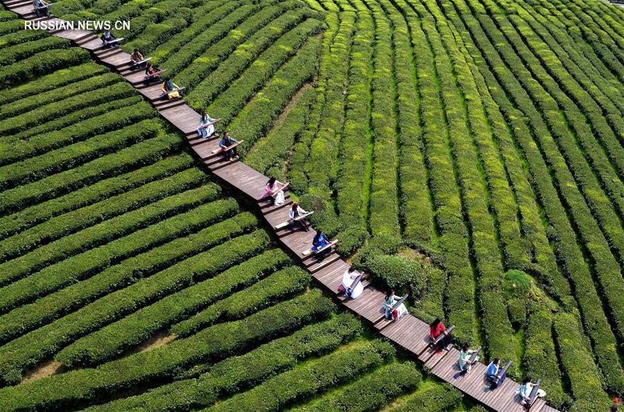 Звуки гуциня на чайной плантации