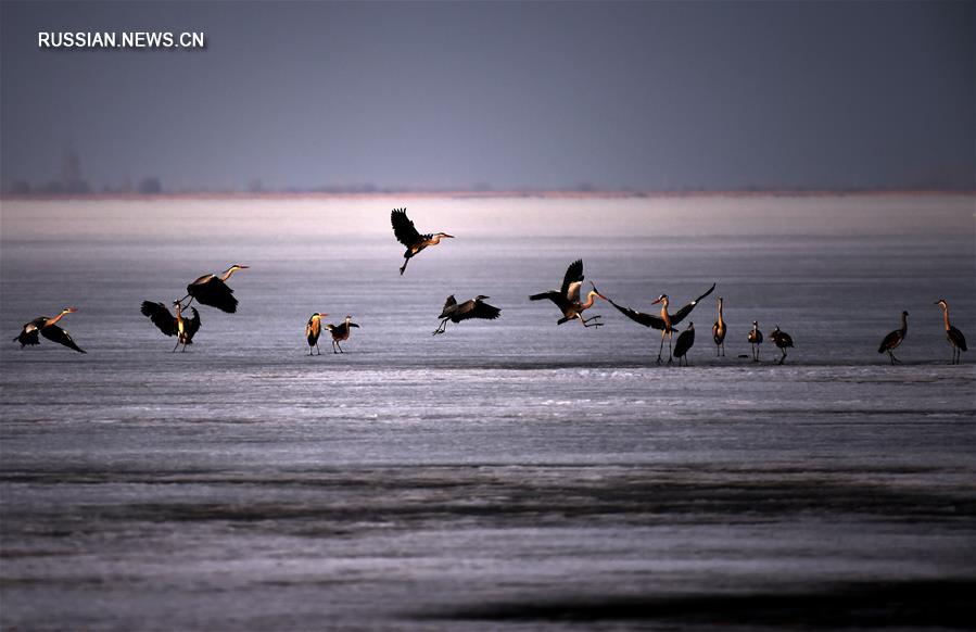 Перелетные птицы делают остановку на озере Синкайху 