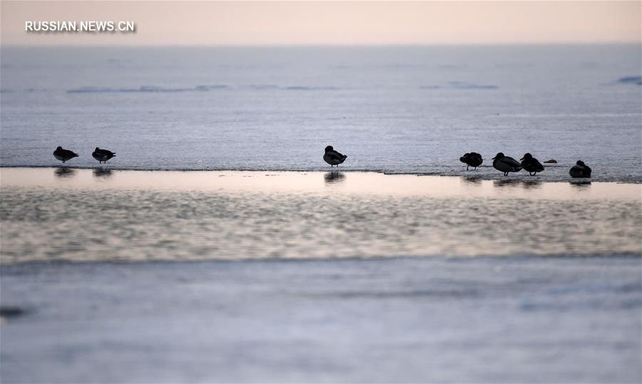 Перелетные птицы делают остановку на озере Синкайху 