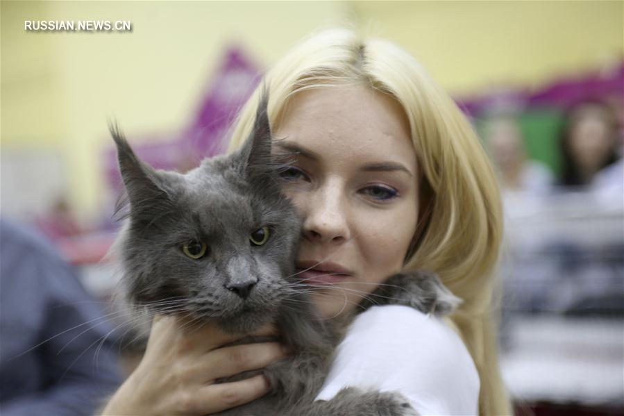 Международная выставка кошек в Румынии 