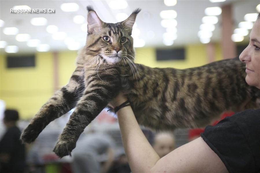 Международная выставка кошек в Румынии 