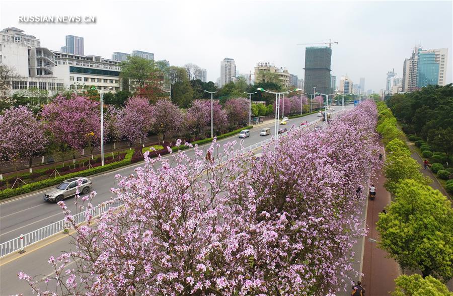 В Лючжоу началось цветение баугиний