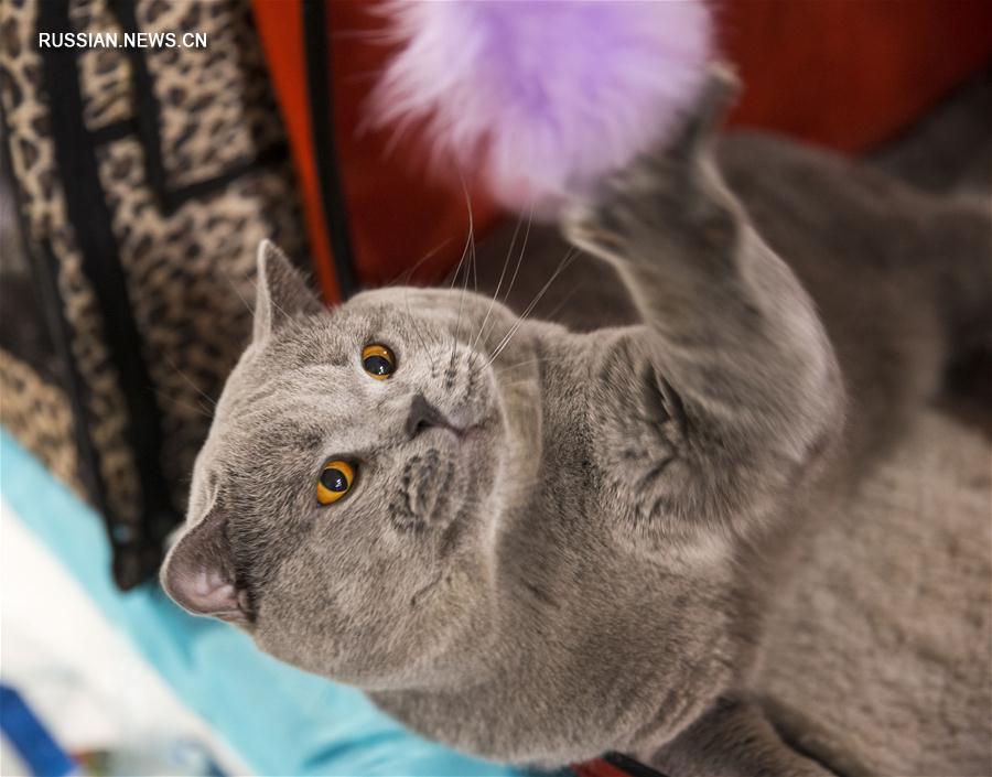 В Алматы проходит выставка кошек