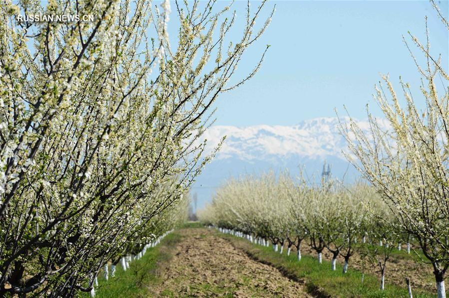 Весеннее великолепие на окраинах Ташкента