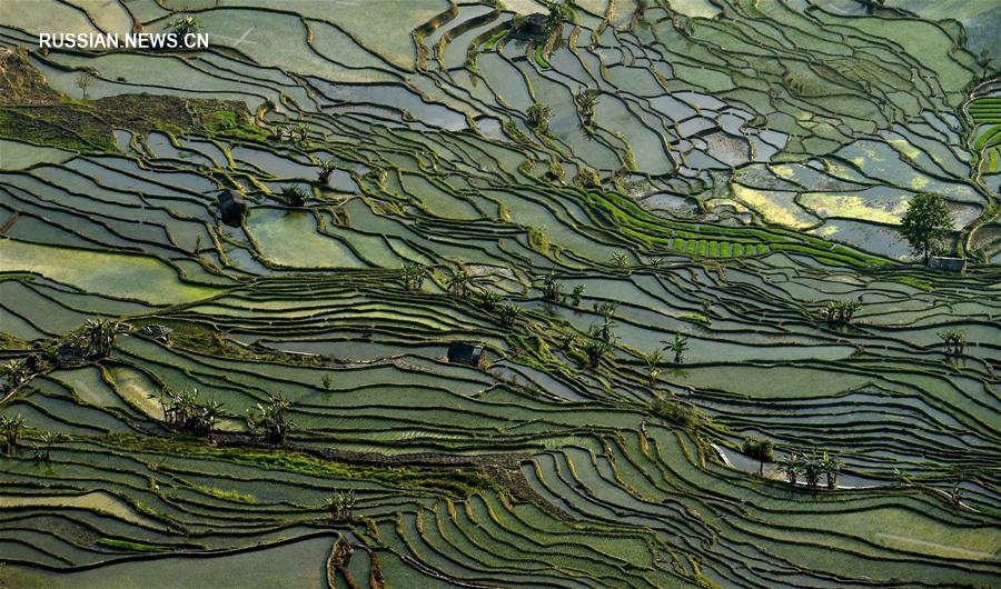 Ханийские террасные поля в провинции Юньнань