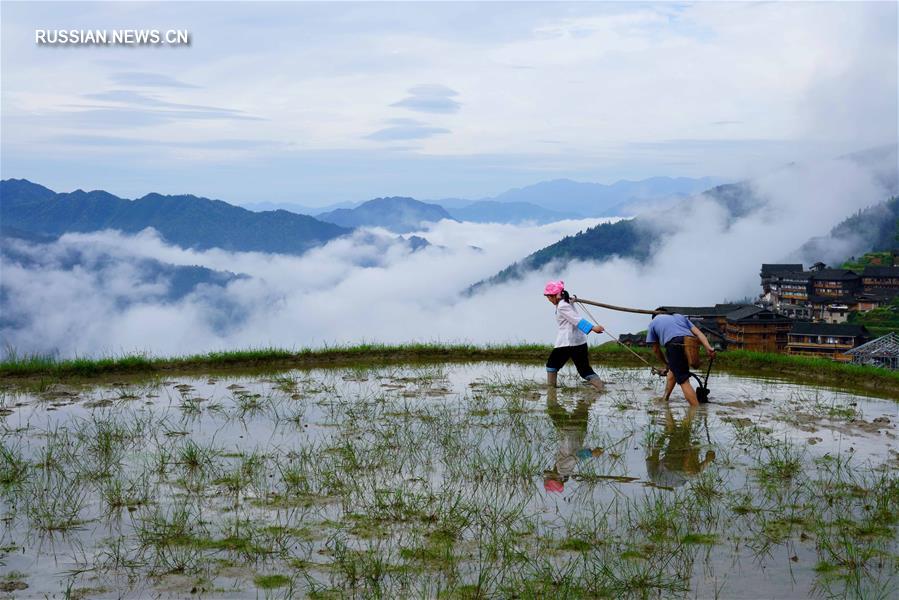 Волшебный туман над террасными полями в уезде Луншэн