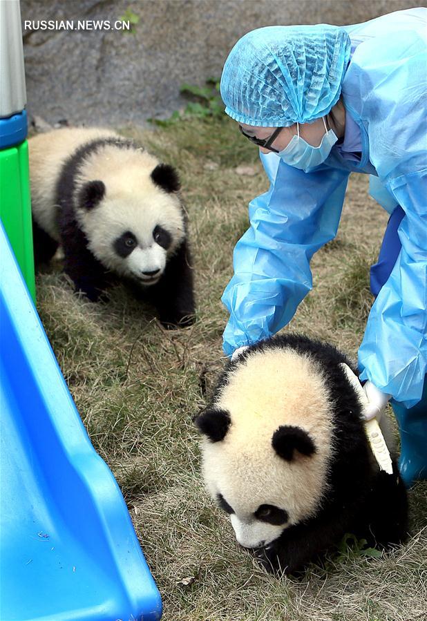 Панды-близнецы из Шанхая получили имена