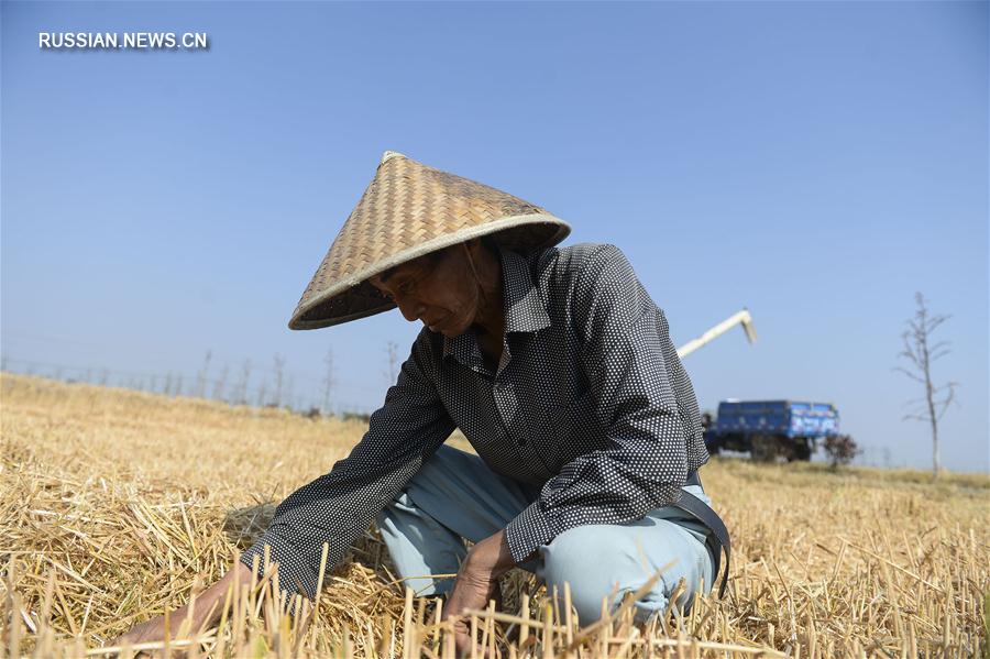 Сбор урожая пшеницы в провинции Цзянсу