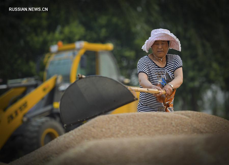 Сбор урожая пшеницы в провинции Цзянсу