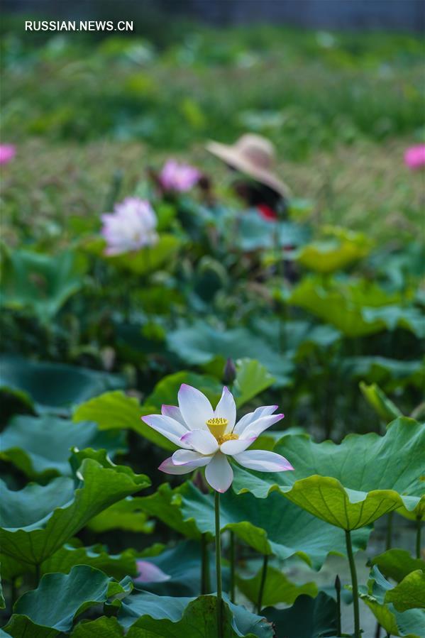 Выращивание лотосов в Хучжоу