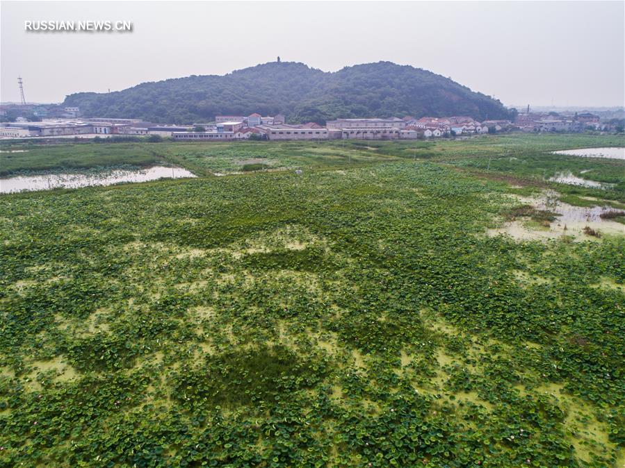 Выращивание лотосов в Хучжоу