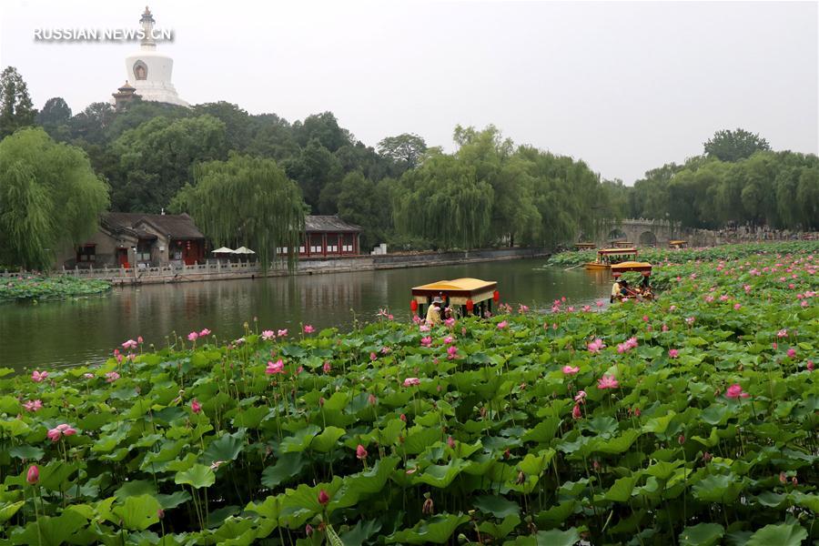 Лотосы в китайских парках