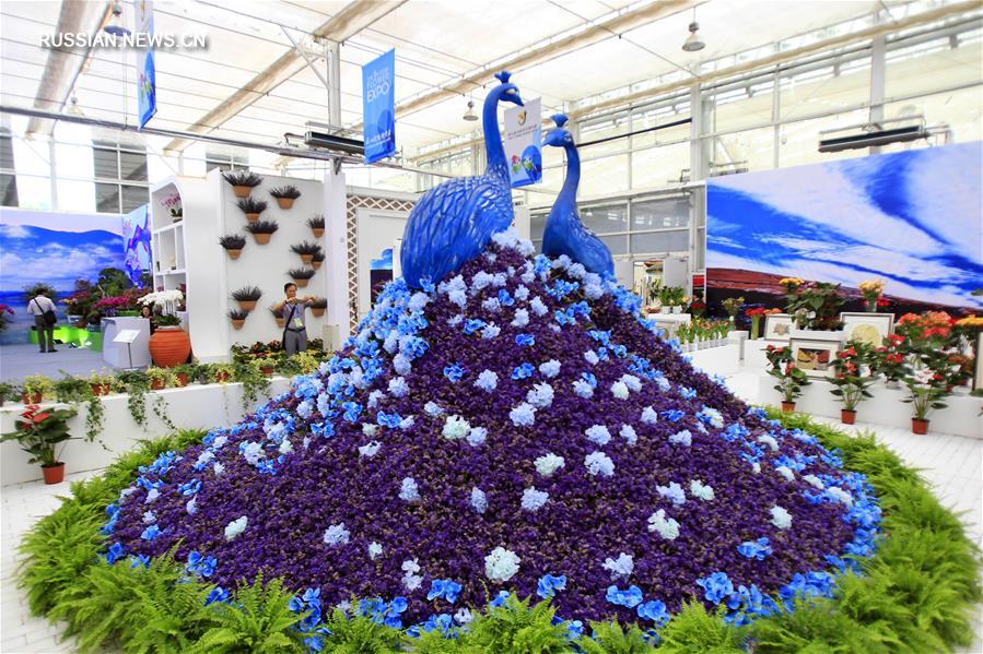 9-я Китайская выставка цветов открылась в Иньчуане