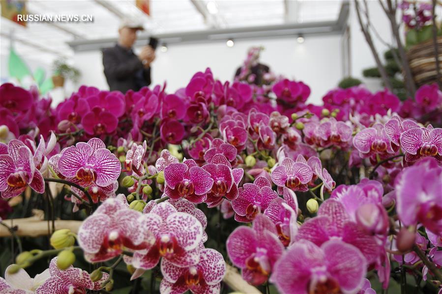 9-я Китайская выставка цветов открылась в Иньчуане