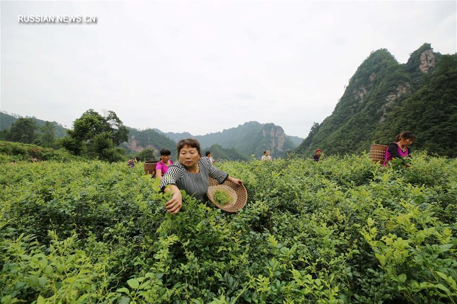 Урожай листьев "Чаншоу тэнча" начали собирать в Чжанцзяцзе