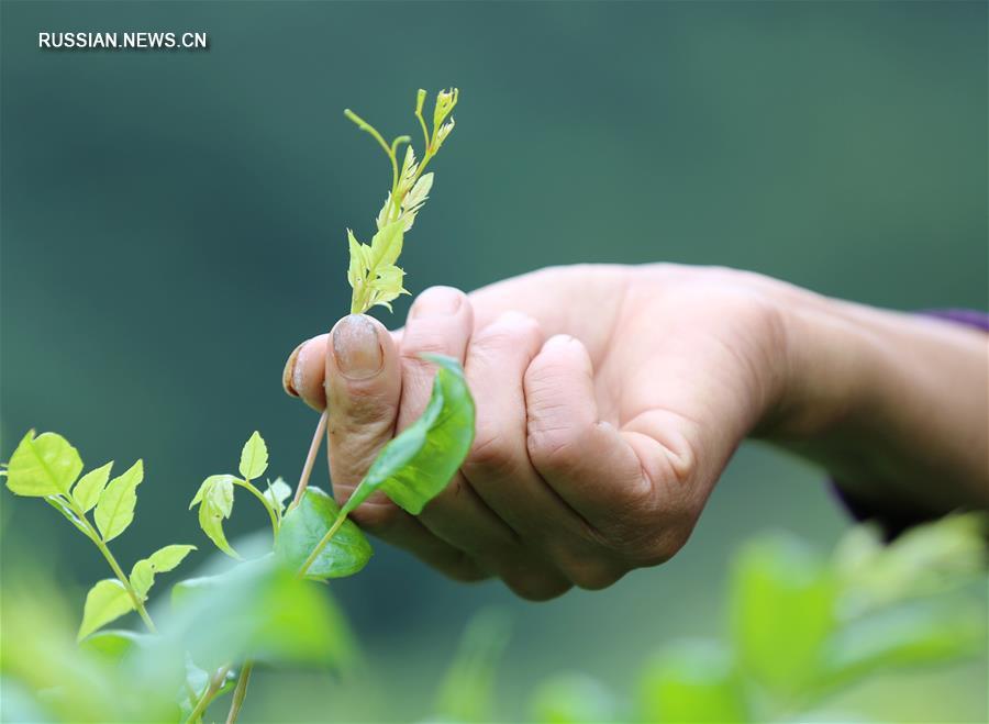 Урожай листьев "Чаншоу тэнча" начали собирать в Чжанцзяцзе
