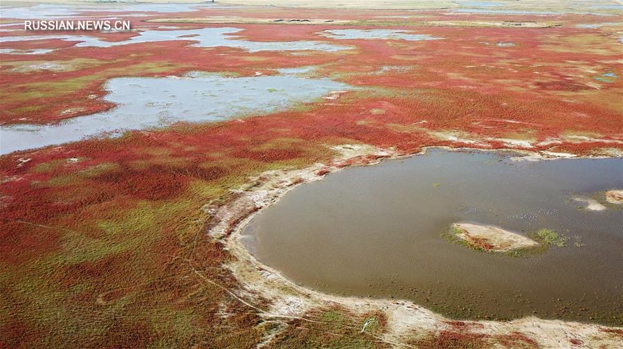 Осенний пейзаж в заповеднике заболоченных земель Момогэ на северо-востоке Китая 