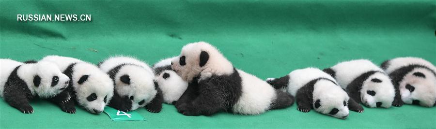 В Чэнду представили рожденных в этом году детенышей панд
