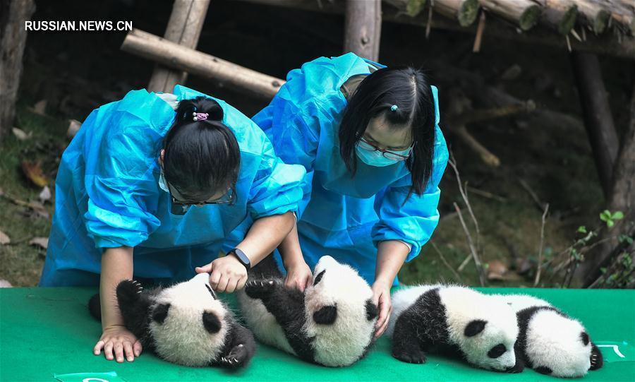 В Чэнду представили рожденных в этом году детенышей панд