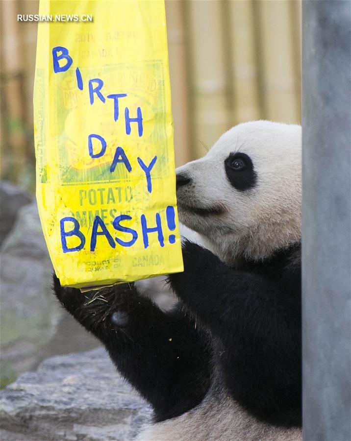Панды-близнецы в зоопарке Торонто отпраздновали свой 2-й день рождения 