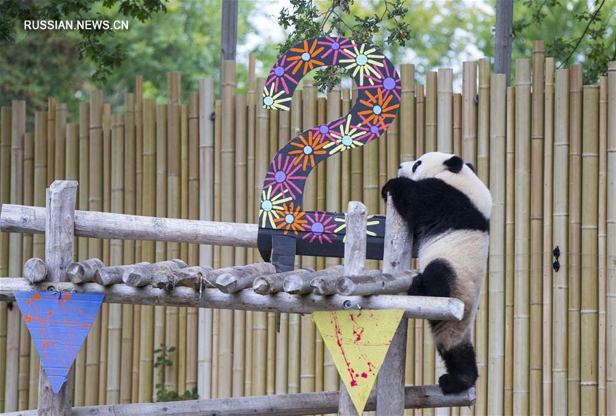 Панды-близнецы в зоопарке Торонто отпраздновали свой 2-й день рождения 