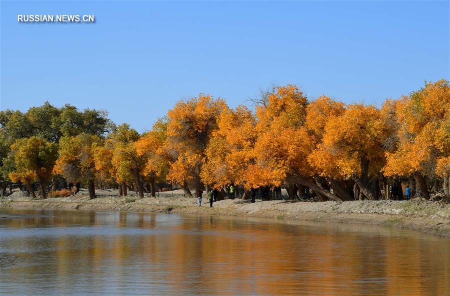 Осенний лес евфратских тополей во Внутренней Монголии