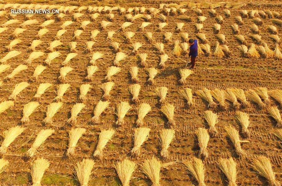 Осенняя уборка риса в уезде Юаньян