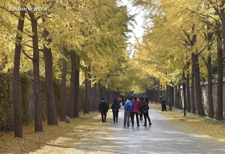 Пожелтевшие гинкго в парке Юаньминъюань привлекают многих посетителей