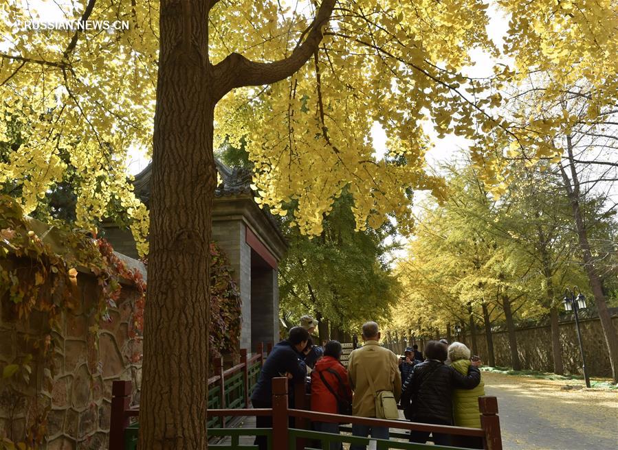 Пожелтевшие гинкго в парке Юаньминъюань привлекают многих посетителей