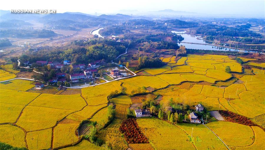 Осеннее золото рисовых полей в волости Таншу