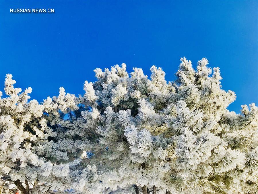 Изморозь украсила деревья в Цзилине