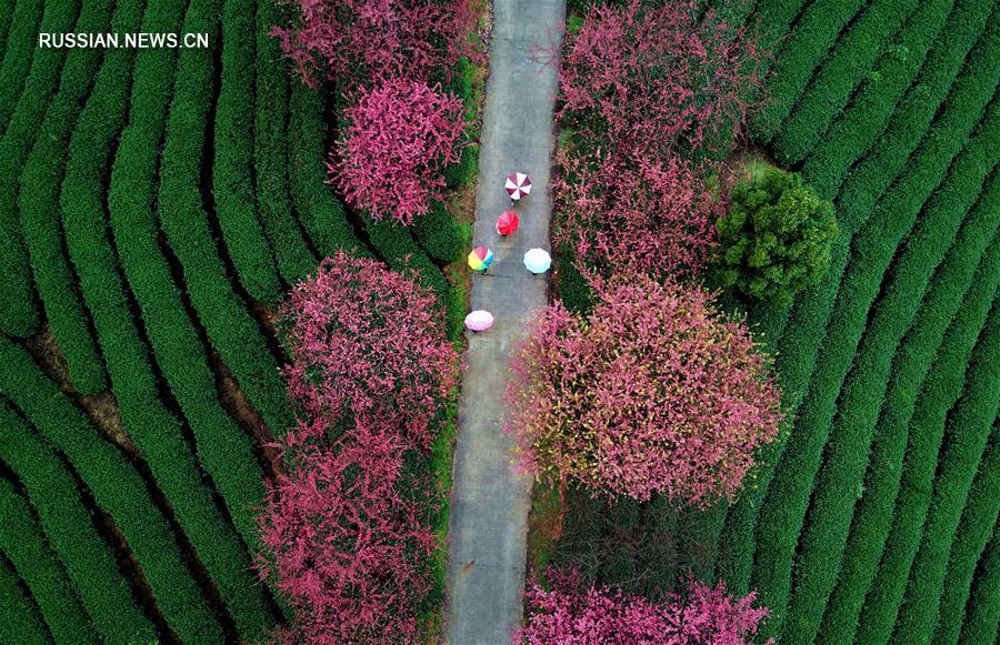 Контраст розового и зеленого на вишнево-чайной плантации в Чжанпине