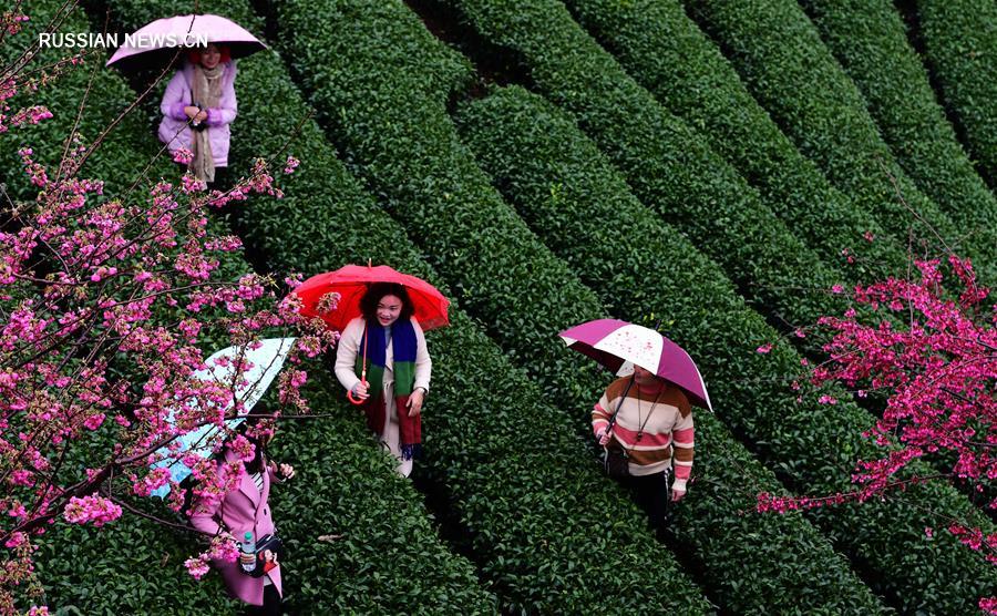 Контраст розового и зеленого на вишнево-чайной плантации в Чжанпине