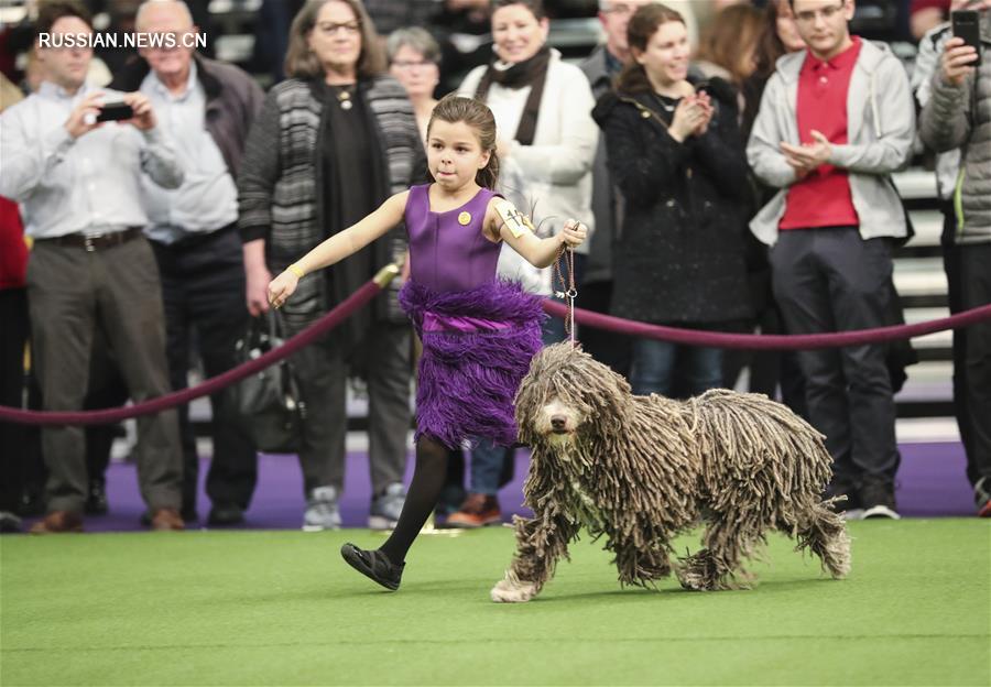 142-я выставка "Westminster Kennel Club Dog Show" проходит в Нью-Йорке
