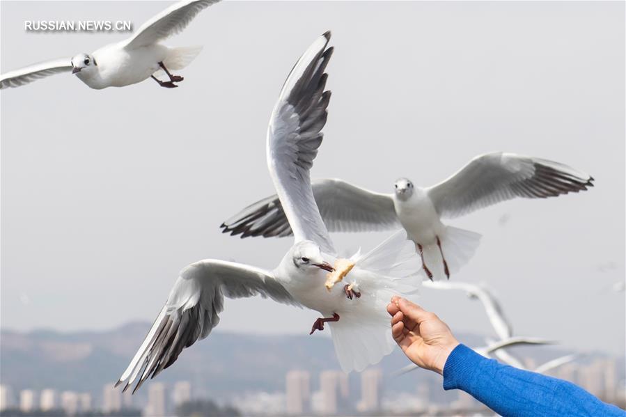 Жители Куньмина и гости города любуются чайками на озере Дяньчи 