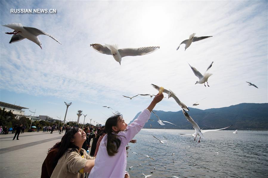 Жители Куньмина и гости города любуются чайками на озере Дяньчи 